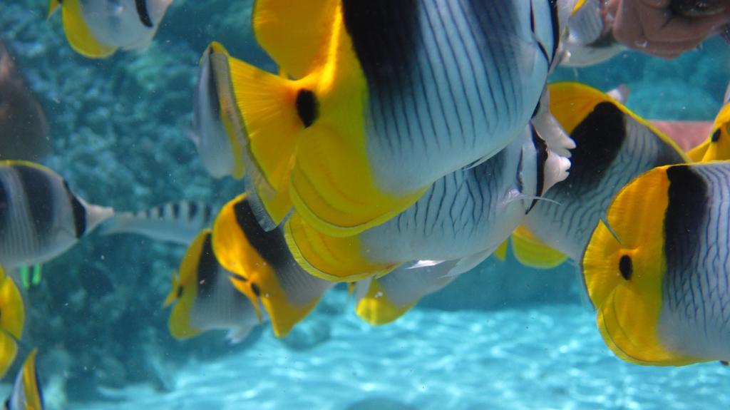 Pension Hibiscus Tahaa Uturoa Bagian luar foto
