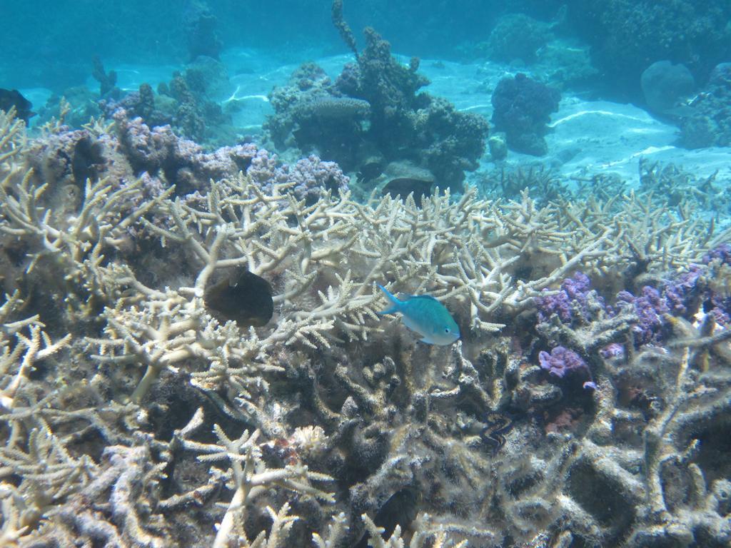 Pension Hibiscus Tahaa Uturoa Bagian luar foto