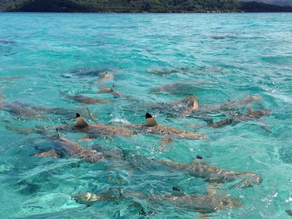 Pension Hibiscus Tahaa Uturoa Bagian luar foto